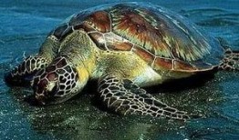 海龟爸爸爆料视频大全下载,揭秘幕后故事与精彩瞬间