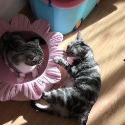 喵娱乐吃瓜,吃瓜群众热议的娱乐圈幕后故事