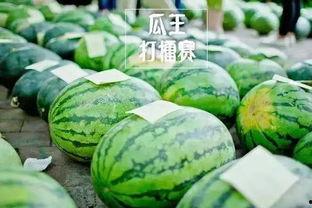 每日大赛吃瓜入口,吃瓜群众狂欢入口揭秘