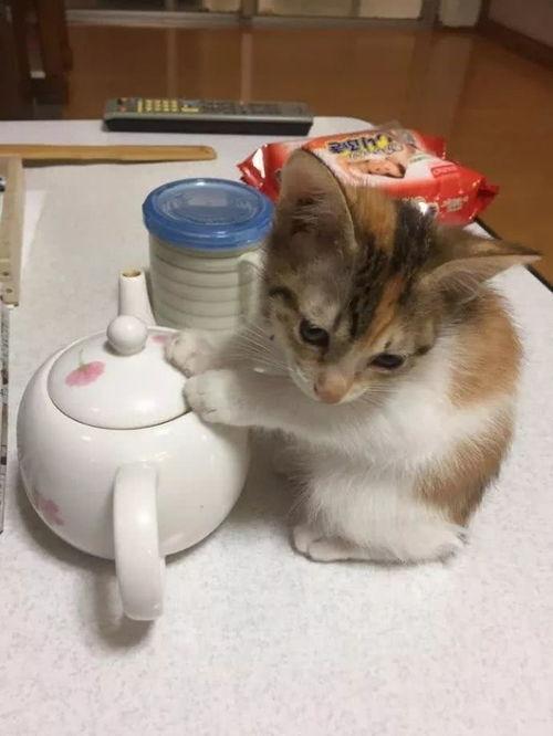 娱乐吃瓜酱牛奶猫