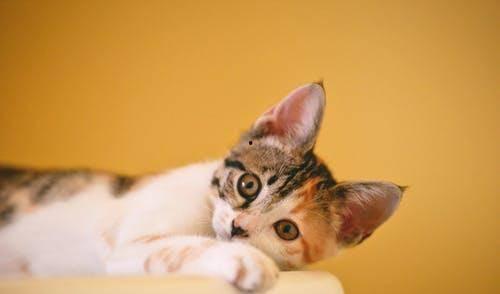 娱乐吃瓜酱牛奶猫