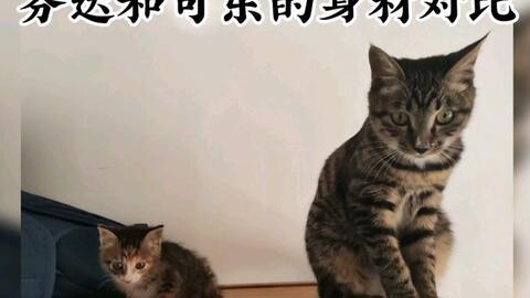 娱乐吃瓜酱牛奶猫